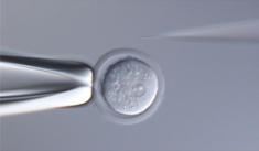 Tg microinjection.jpg